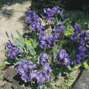 Orto botanico di Ferrara